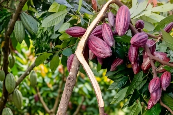 CCN-51 cacao from the Ayacucho-Cusco corridor