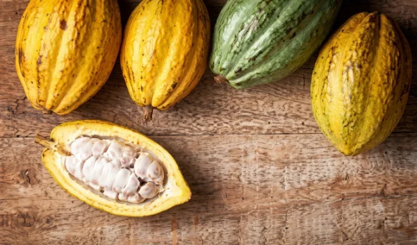 Chuncho cacao from the La Convención Valley, Cusco