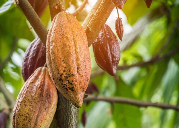 Criollo cacao from northern Peru
