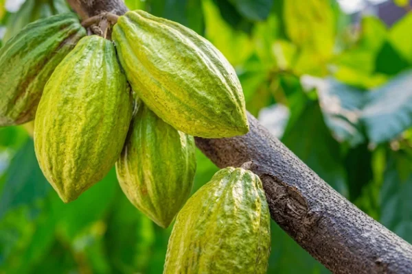 Amazonian Forastero cacao from the Ayacucho-Cusco corridor