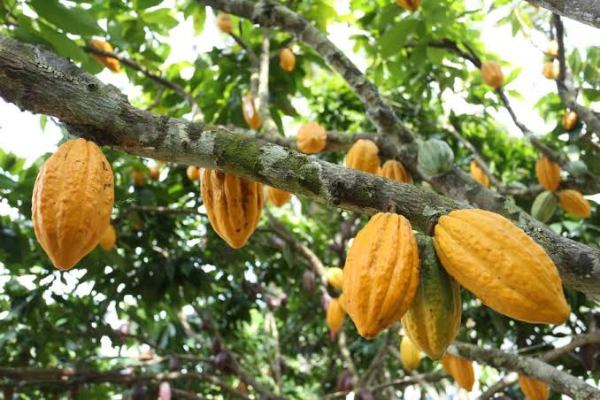 Linhares cacao from northern Peru