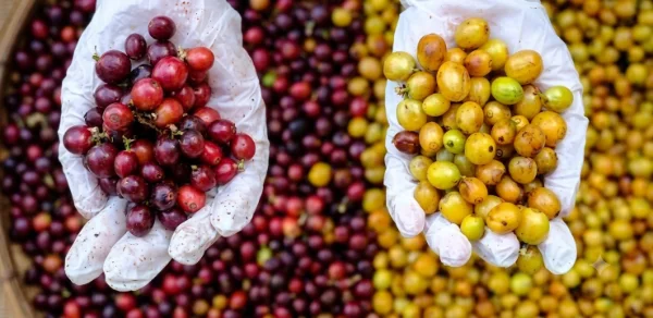 Bourbon coffee growing in Peru