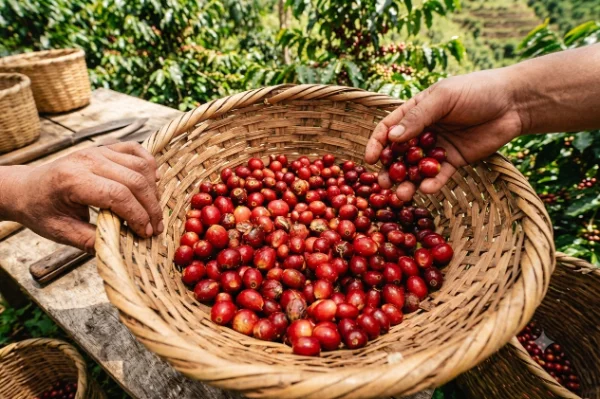 Catimor coffee growing in Peru