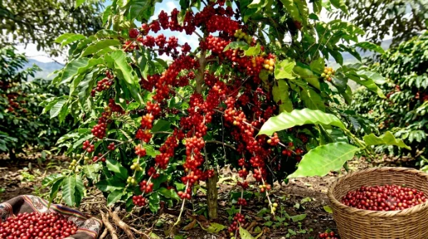 Caturra coffee growing in Peru