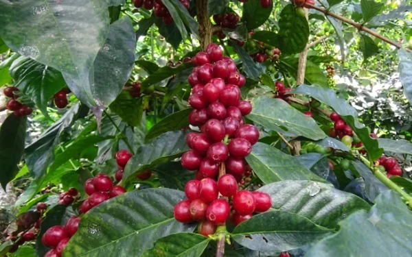 Geisha coffee cherries ripening on the branch