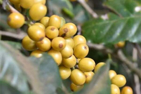 Icatu coffee cherries ripening on the branch