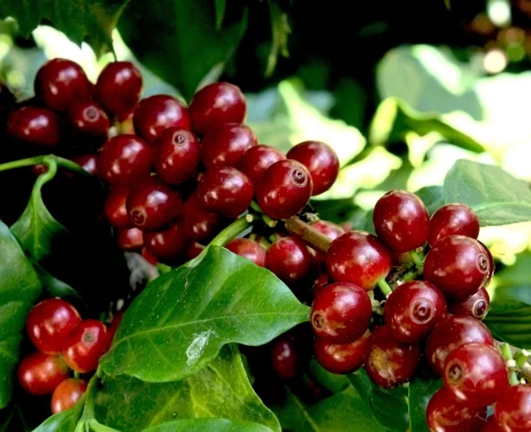 Pache coffee growing in Peru