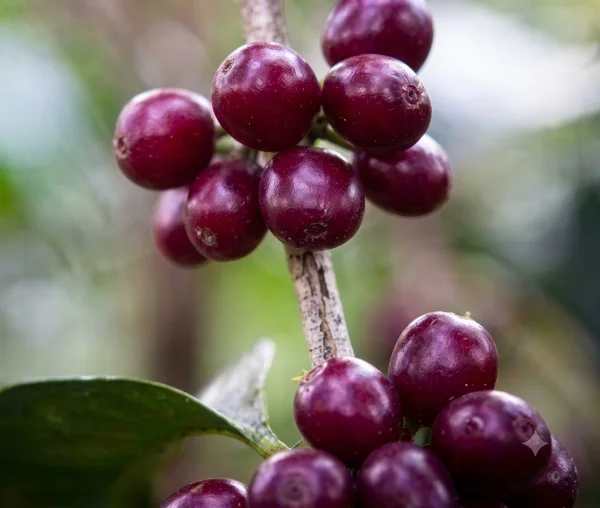 SL9 coffee growing in the Inkawasi Valley
