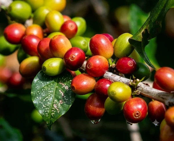 Typica coffee growing in Peru